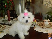 maltese puppy posted by Elegant Babies